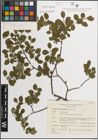 Foto von Salix myrsinifolia Salisb.